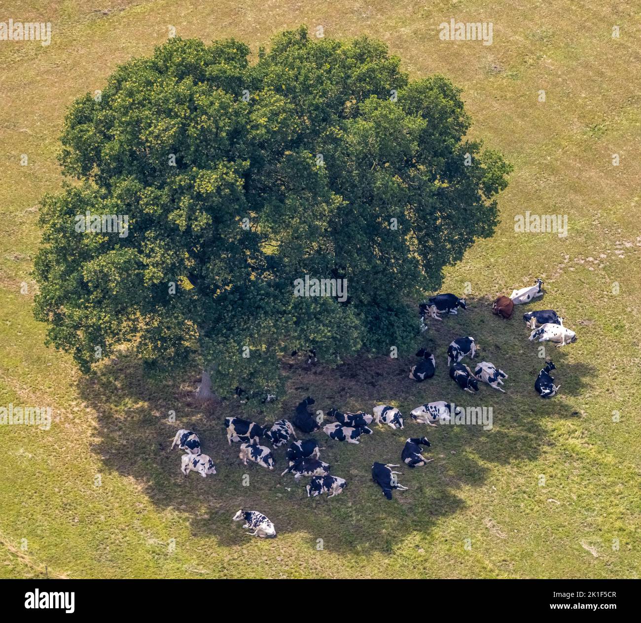 Vista aerea, albero su un campo e mucche all'ombra, Loikum, Hamminkeln, basso Reno, Nord Reno-Westfalia, Germania, albero, DE, Europa, calore, Clima Foto Stock