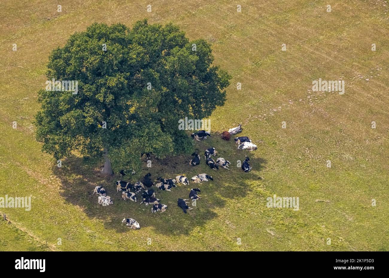 Vista aerea, albero su un campo e mucche all'ombra, Loikum, Hamminkeln, basso Reno, Nord Reno-Westfalia, Germania, albero, DE, Europa, calore, Clima Foto Stock