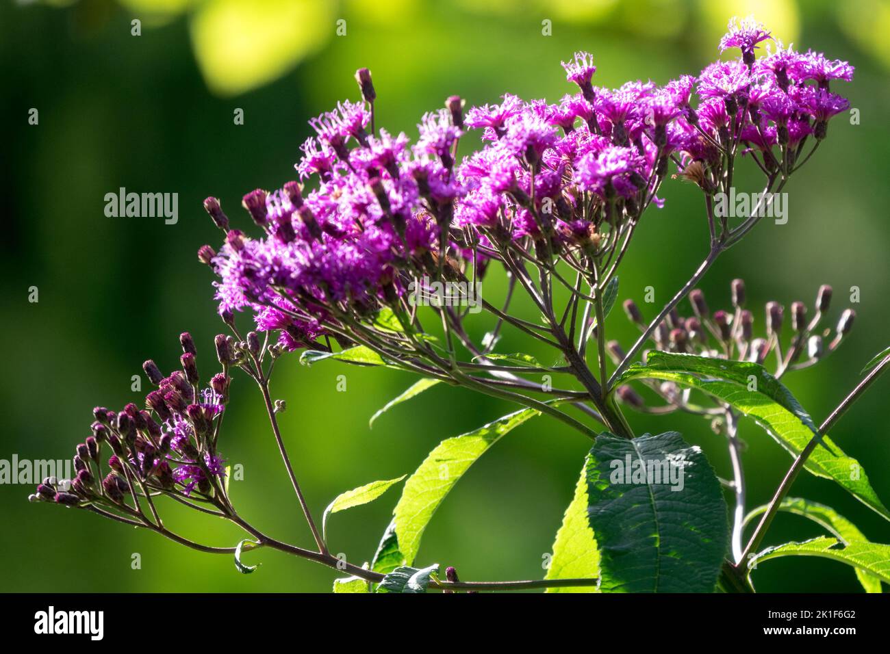 Ironweed gigante, Vernonia gigantea fiore, Tall Ironweed, testa di fiore, pianta perenne Mauve Foto Stock