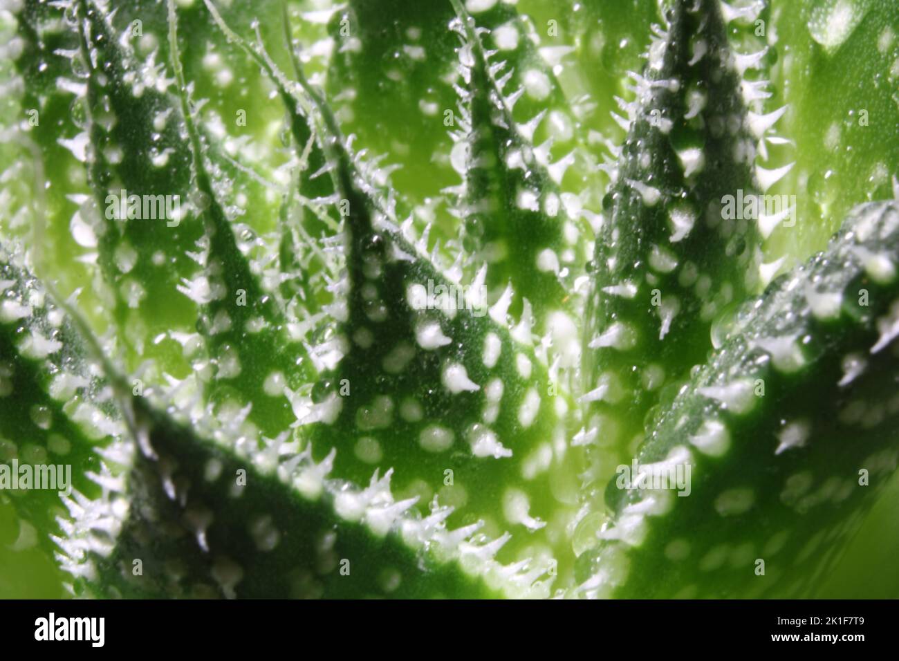 Un macrofo di foglie di cactus verde con gocce d'acqua nel giardino Foto Stock