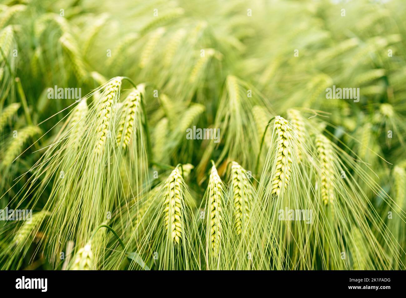Macro primo piano di spighe fresche di grano verde giovane in campo estivo. Scena agricola. Foto Stock