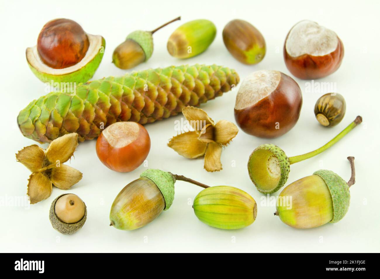 Herbstzeit mit Kastanien und Eicheln auf weissem Hintergrund Foto Stock