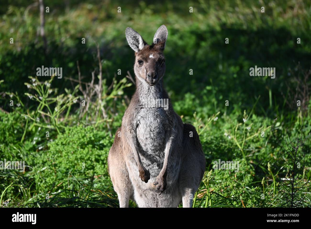 Kangaroo guardando nella telecamera Foto Stock
