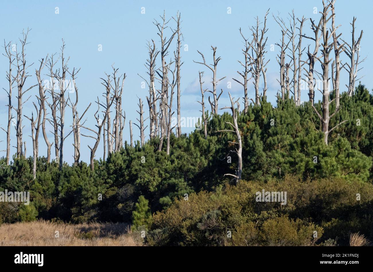Nuova crescita di pino tra la foresta di alberi morti Foto Stock