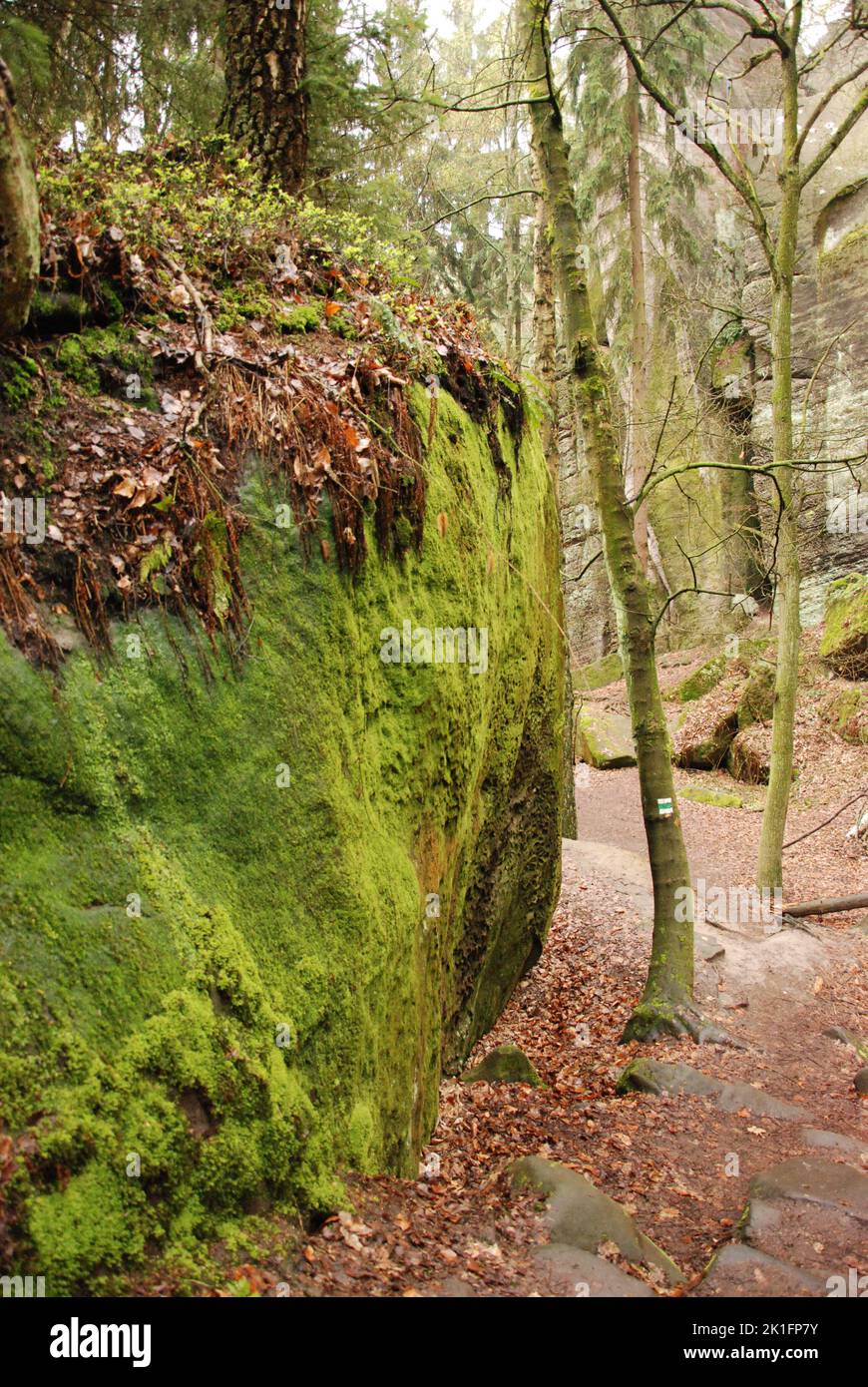 Uno scatto verticale di grandi rocce verdi e mossy nel Paradiso Boemo nella Repubblica Ceca Foto Stock