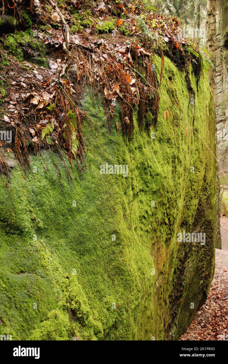 Uno scatto verticale di grandi rocce verdi e mossy nel Paradiso Boemo nella Repubblica Ceca Foto Stock