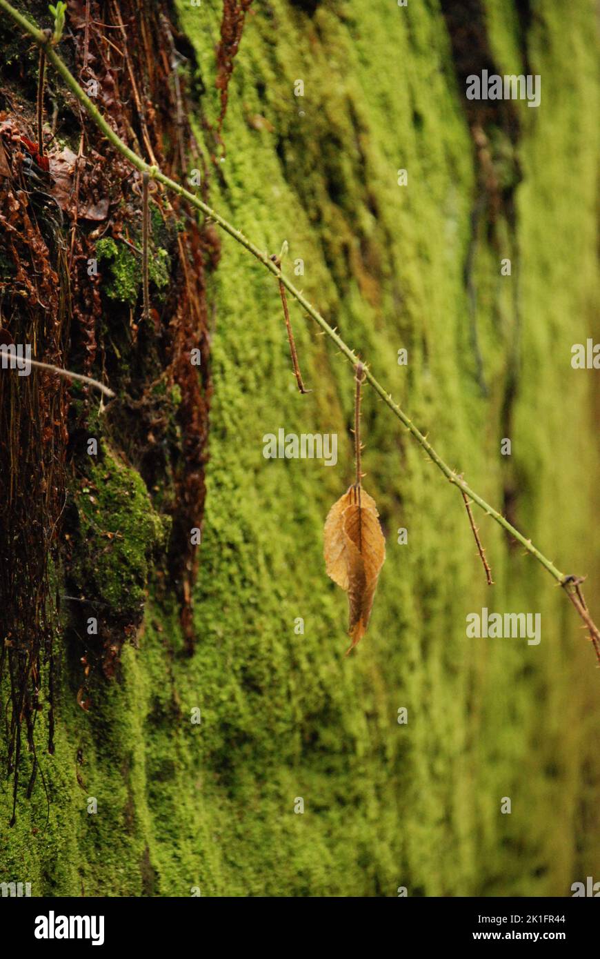 Uno scatto verticale di grandi rocce verdi e mossy nel Paradiso Boemo nella Repubblica Ceca Foto Stock
