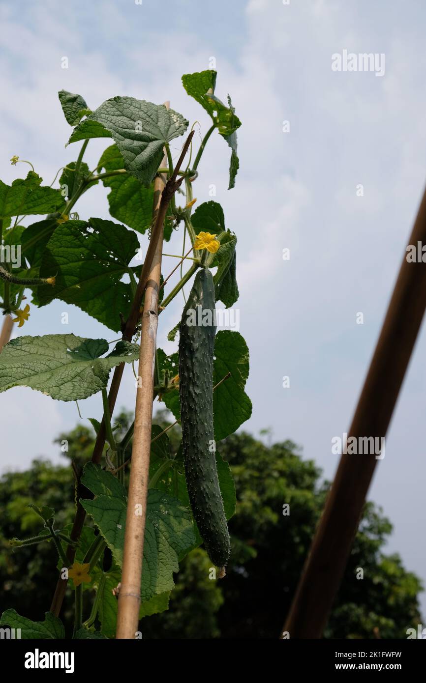 Cetriolo fresco con Folwer giallo sulla vien in Hong Kong Rural Area in nuovi territori di Hong Kong Pak Lap pesca Cultural Village Cucurbitaceae Foto Stock