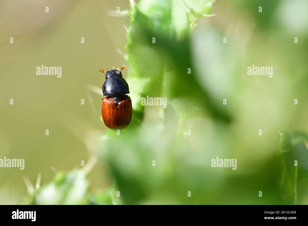 Bug, macro fotografia, Kilkenny, Irlanda Foto Stock