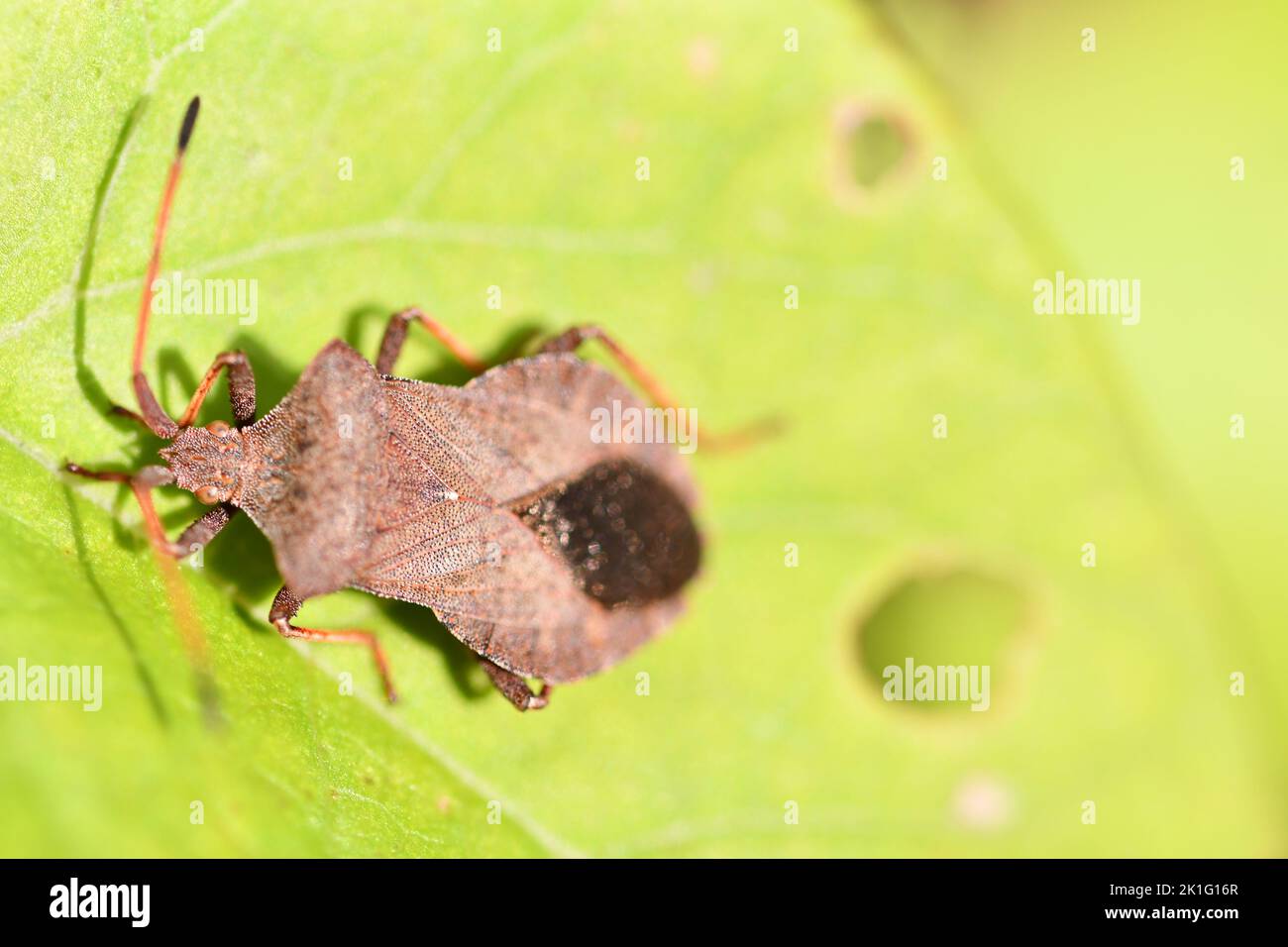 Coreidae, insetti, macro fotografia, Kilkenny, Irlanda Foto Stock