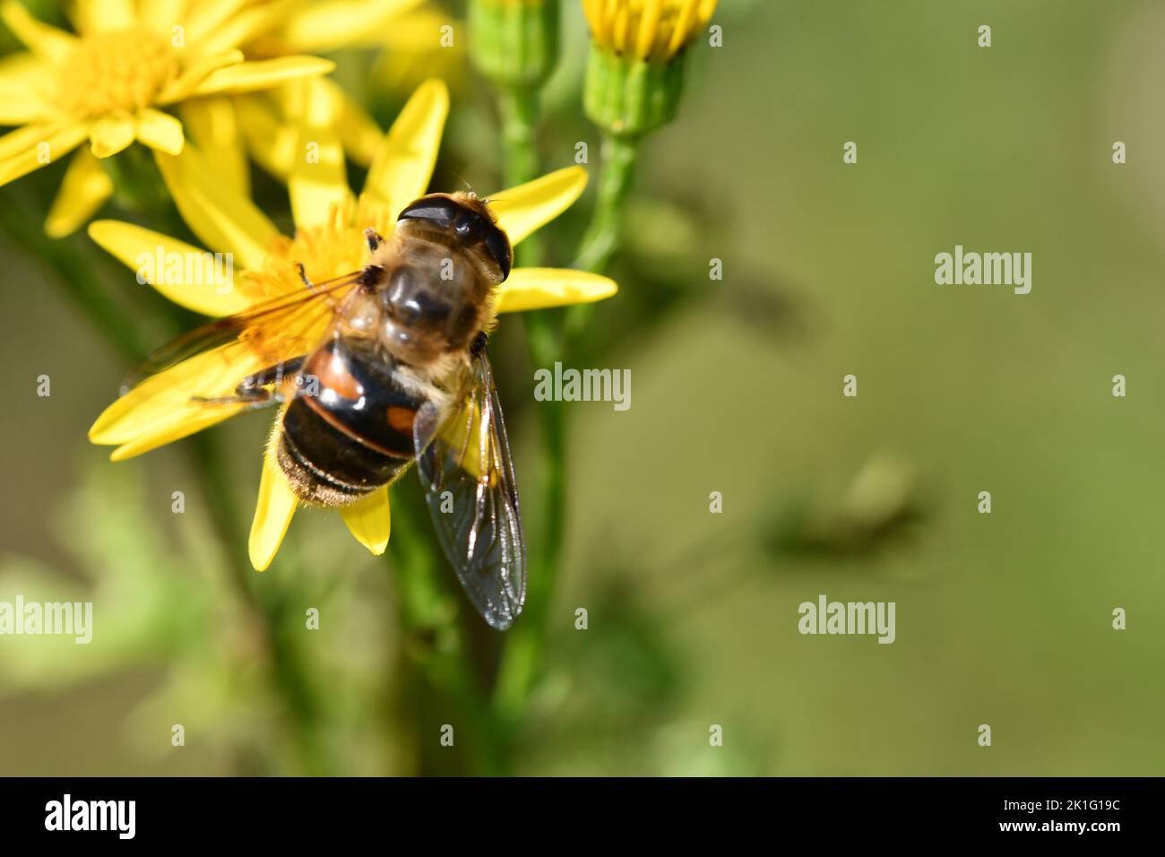 Vola su un fiore giallo, Kilkenny, Irlanda Foto Stock