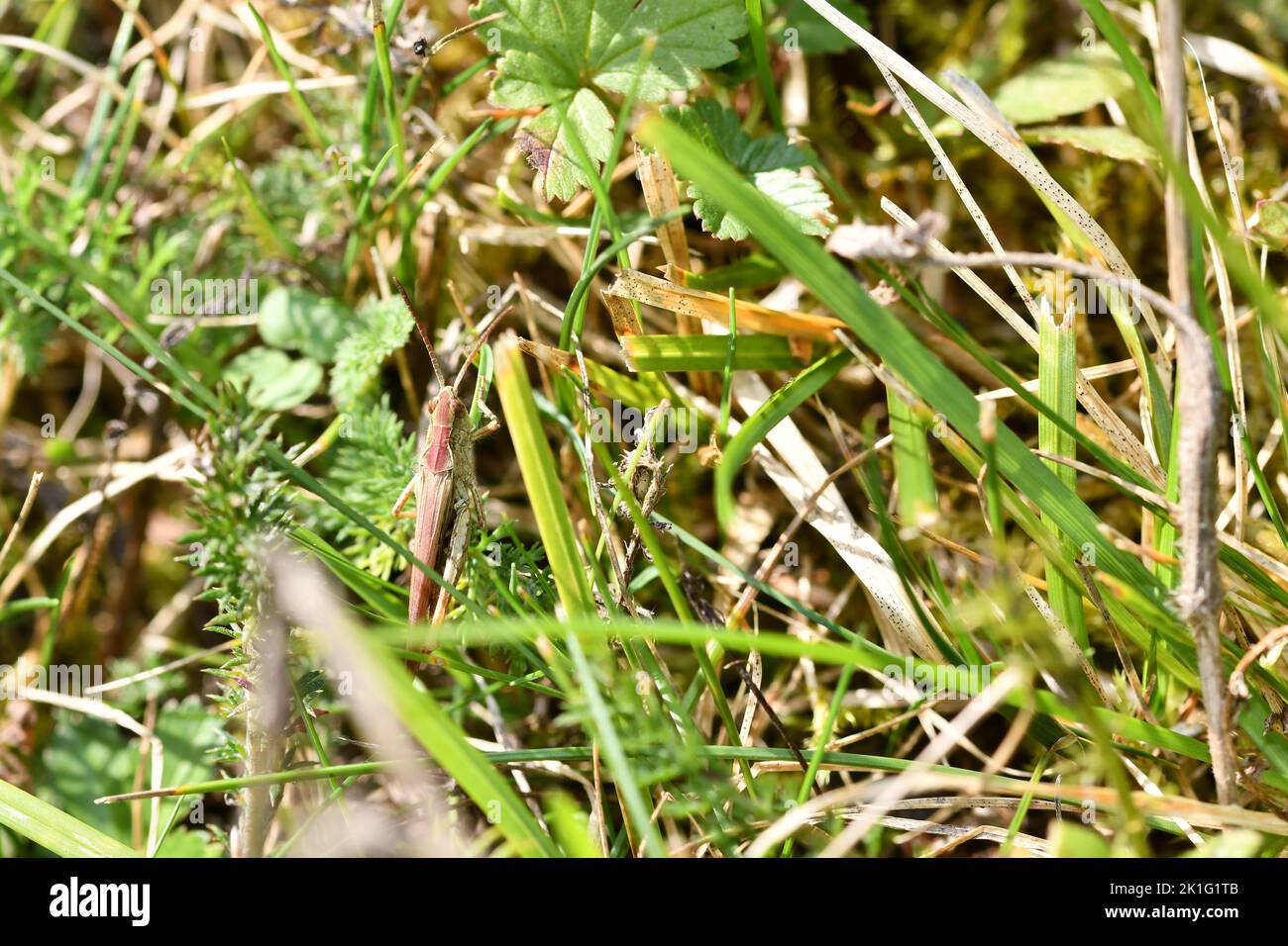 Primo piano di un grasshopper, Kilkenny, Irlanda Foto Stock