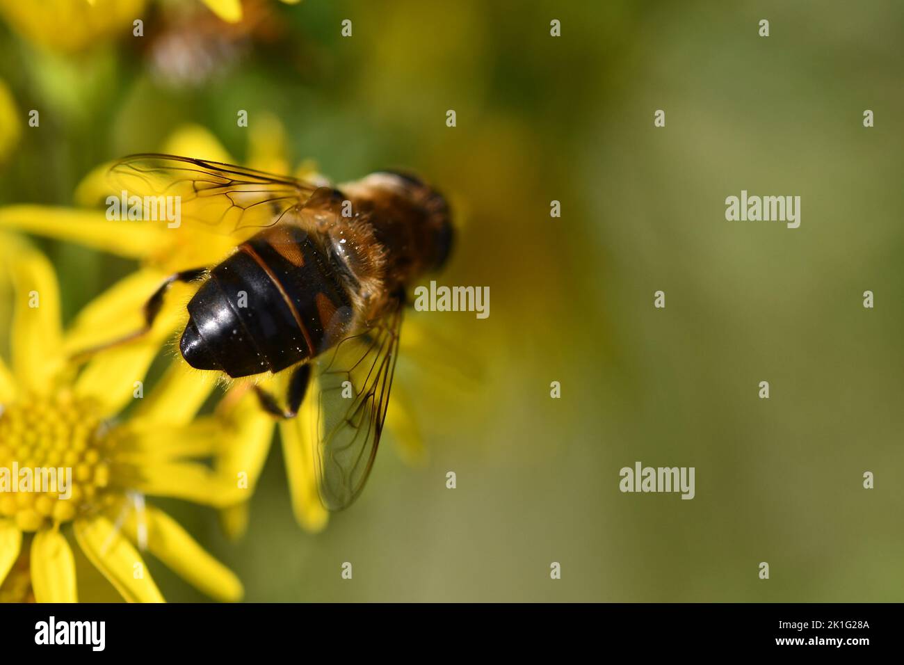 Vola su un fiore giallo, Kilkenny, Irlanda Foto Stock