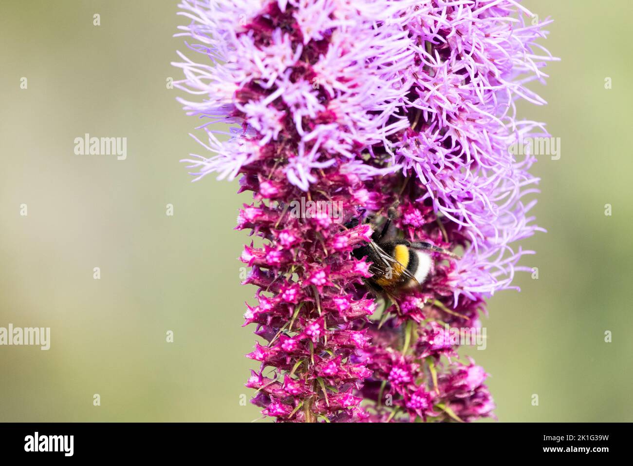 Bumblebee a coda di rondine, alimentazione, Fiore, Nectaring, Liatris, Rosa, pianta, Bombus, Bomblebee di terra grande, insetto Foto Stock