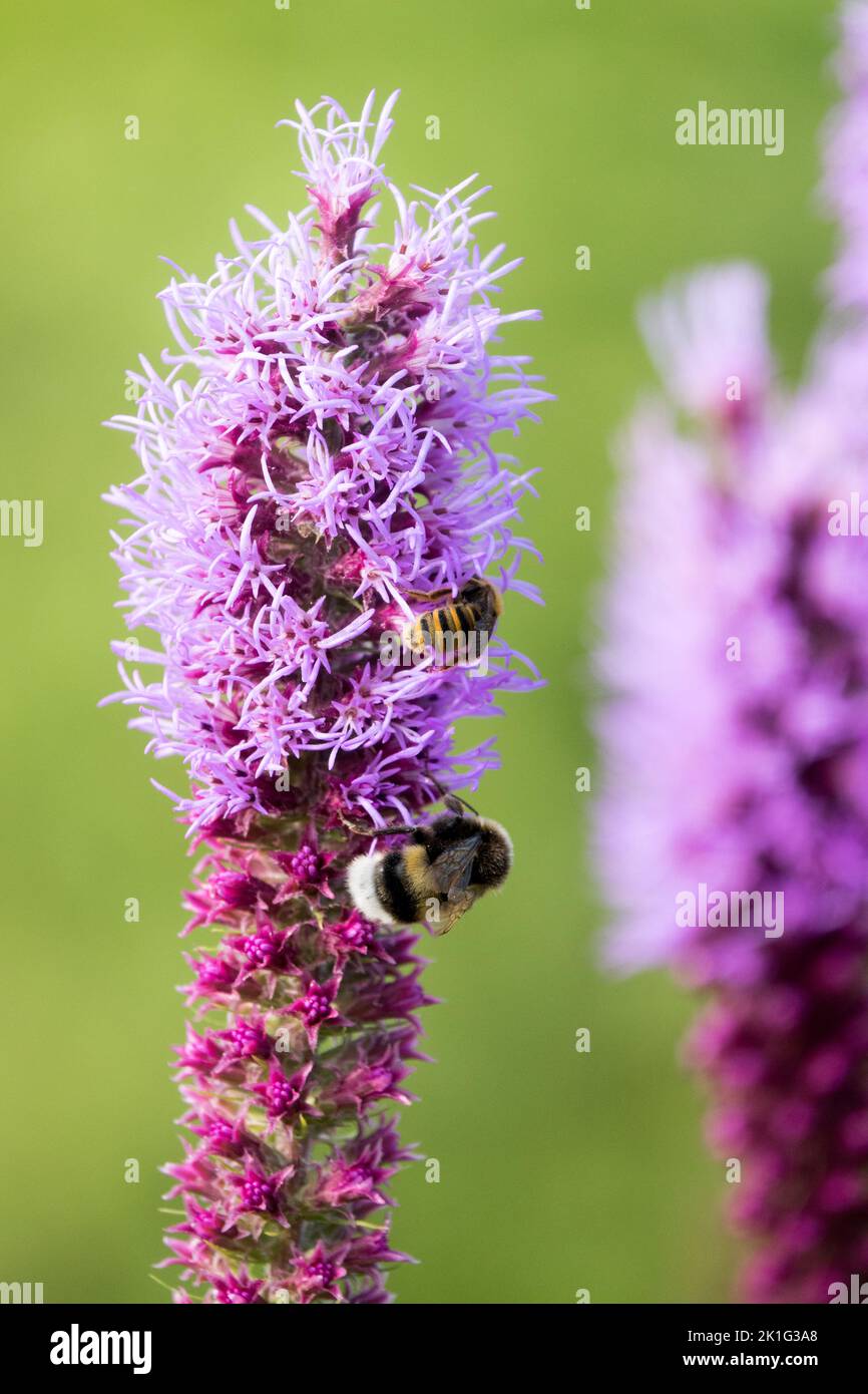 Bumblebees, Tall Blazing Star, Liatris, Gayfeather, Bumble Bees, Insetti, Rosa, Fiore, Bumblebee di terra grande Foto Stock