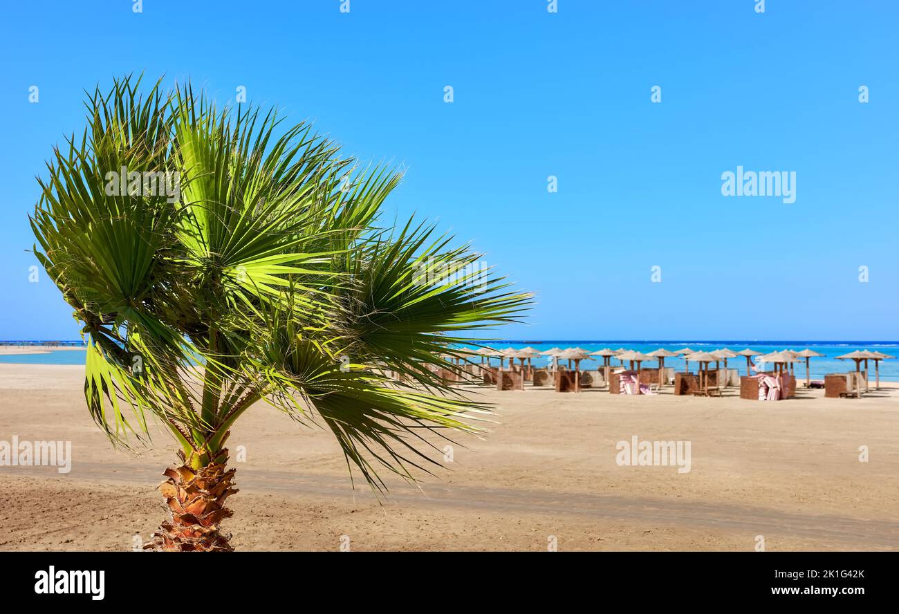 Doum palma da una spiaggia con ombrelloni in distanza, fuoco selettivo, Marsa Alam, Egitto. Foto Stock