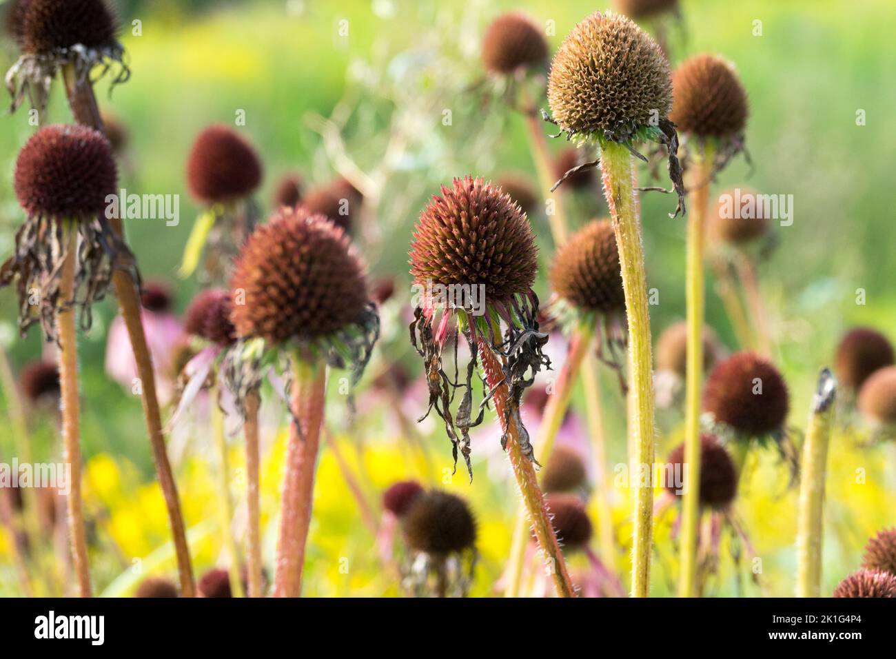 Teste di semi di coneflower viola pallido, teste di semi di Echinacea di coneflower viola Echinacea pallida Foto Stock