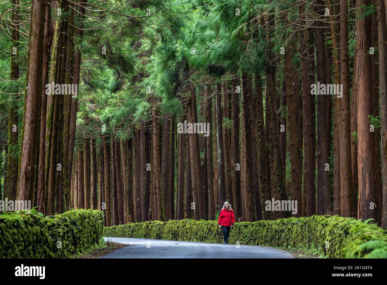 Una donna cammina davanti a giganteschi alberi di cedro giapponesi nel parco naturale Reserva Florestal Parcial da Serra de S. Barbara e dos Misterios Negros sull'isola di Terceira, Azzorre, Portogallo. Oltre il 22% della terra sull'isola di Terceira è messa da parte come riserva naturale. Foto Stock