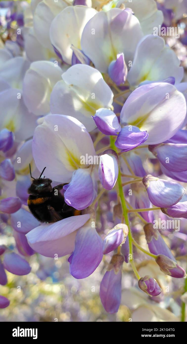 Un'ape raccoglie il nettare sui fiori viola chiaro di una pianta di Wisteria in una giornata di primavera soleggiata Foto Stock