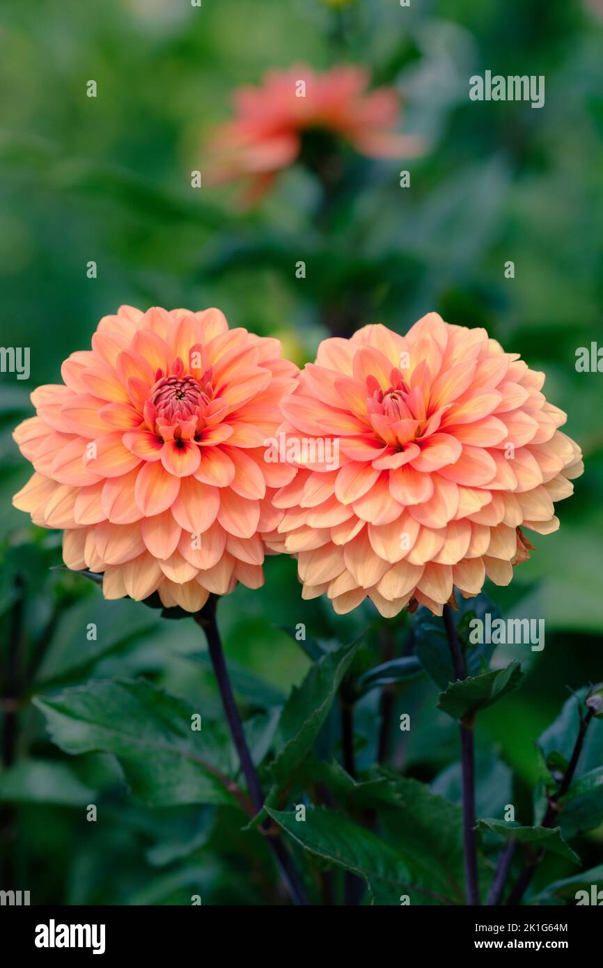 Primo piano immagine di una coppia di dahlias arancioni. Foto Stock