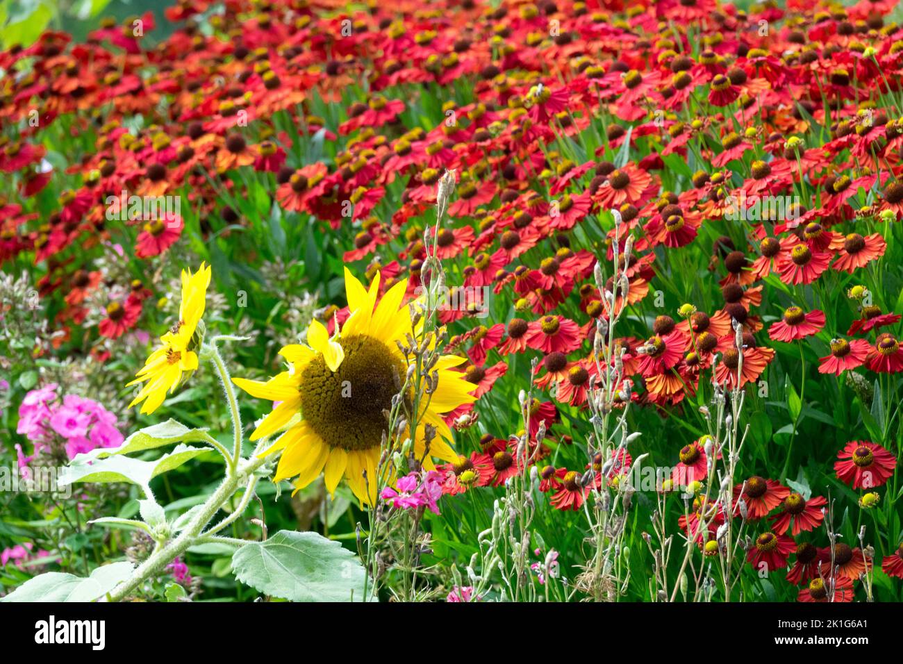 Helenium 'velluto rosso' girasole da giardino combinazione di colore giallo-rosso in un letto di fiori da giardino in piena fioritura, piante estive Foto Stock