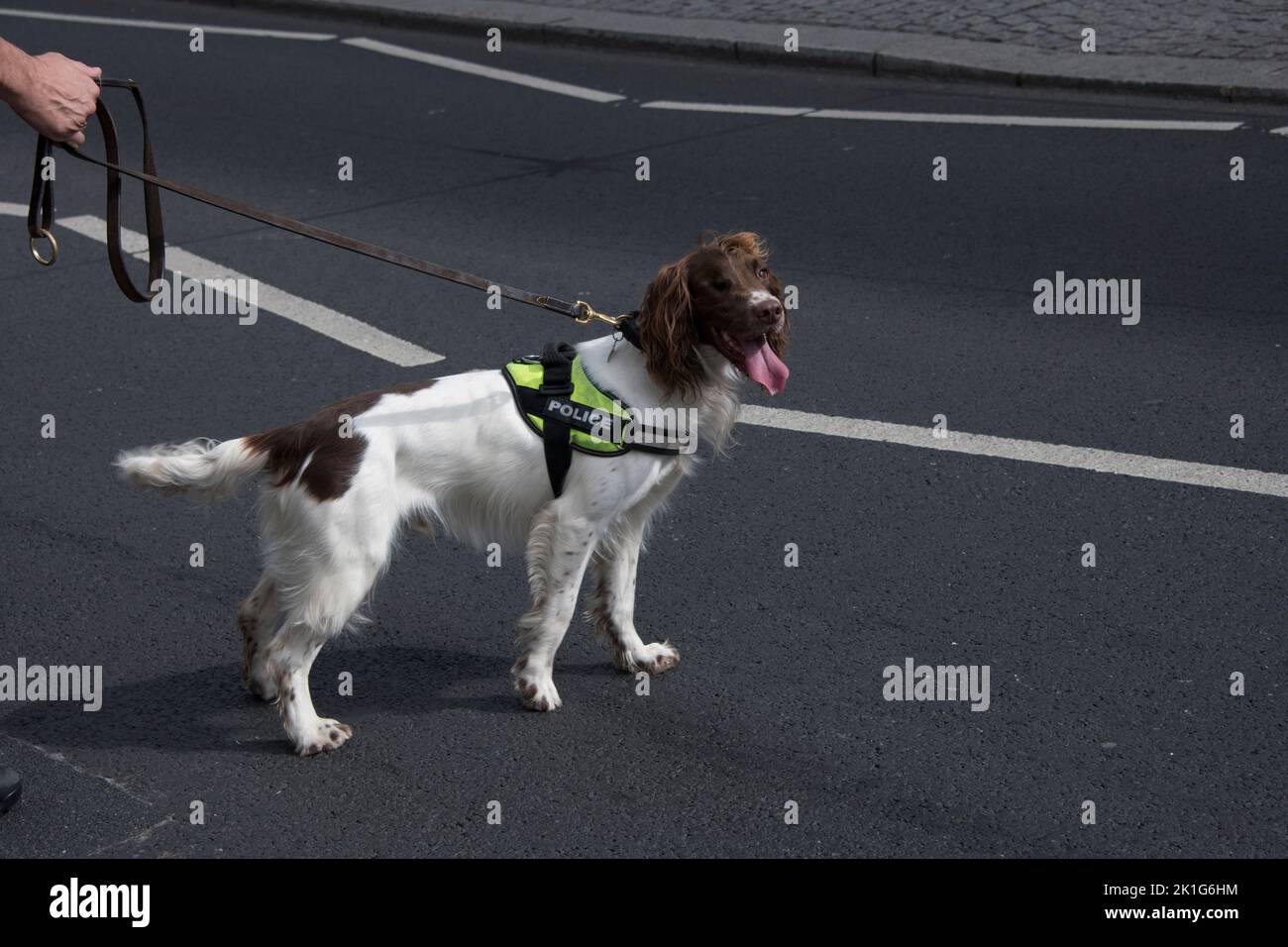 Polizia con cani alla ricerca di esplosivi dopo un allarme bomba Foto Stock