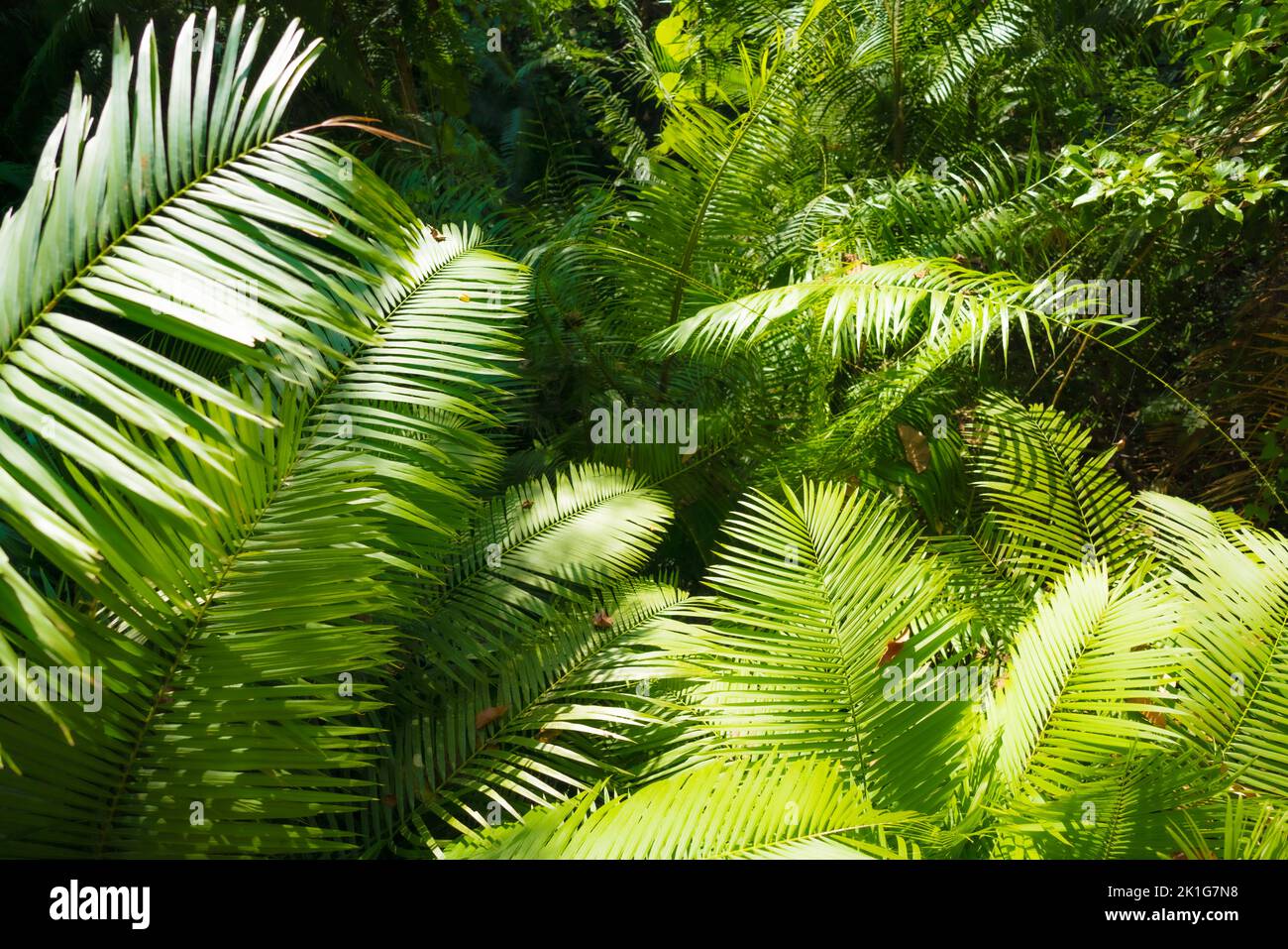 Reale sfondo di palme tropicali Foto Stock