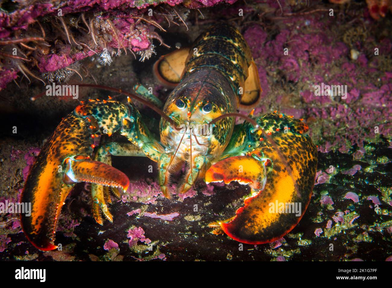 Aragosta americana foraggio subacqueo per cibo su fondo roccioso. Foto Stock