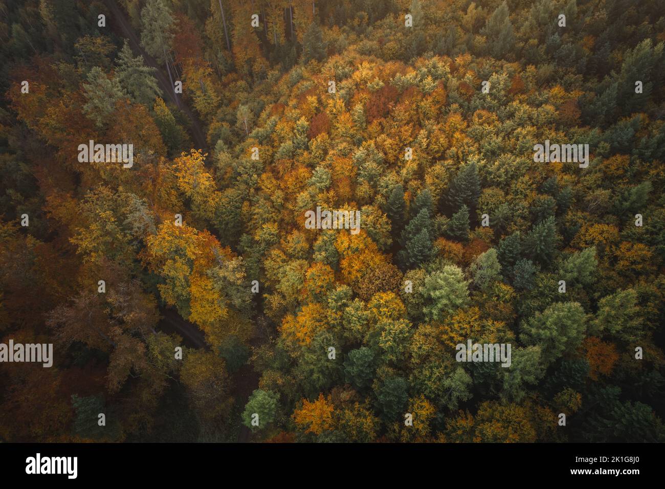 Foresta nera in autunno dall'alto Foto Stock