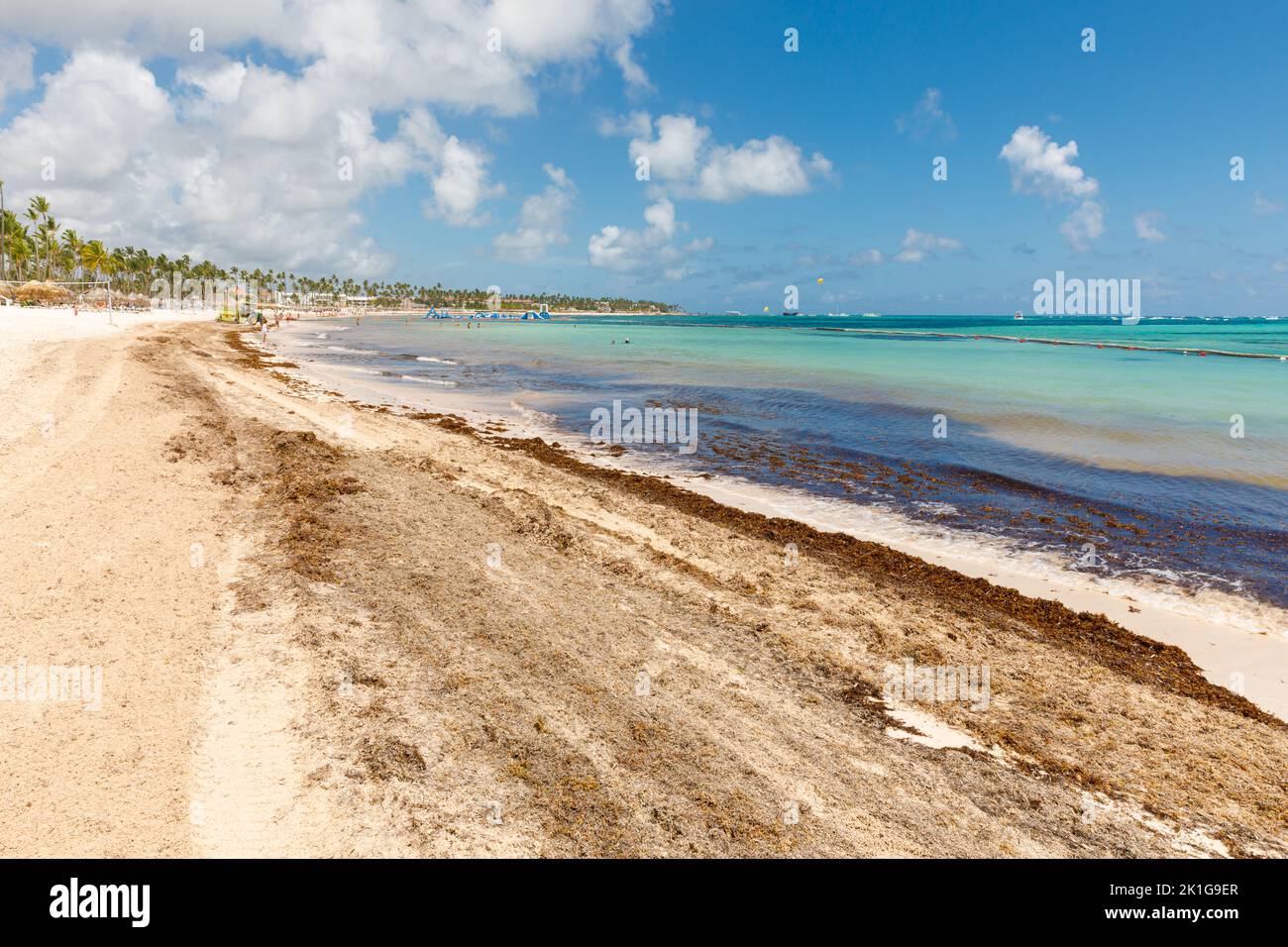 Spiaggia piena di alghe sargassum. Alghe marine Sargassum problema ecologico caraibico. Foto Stock