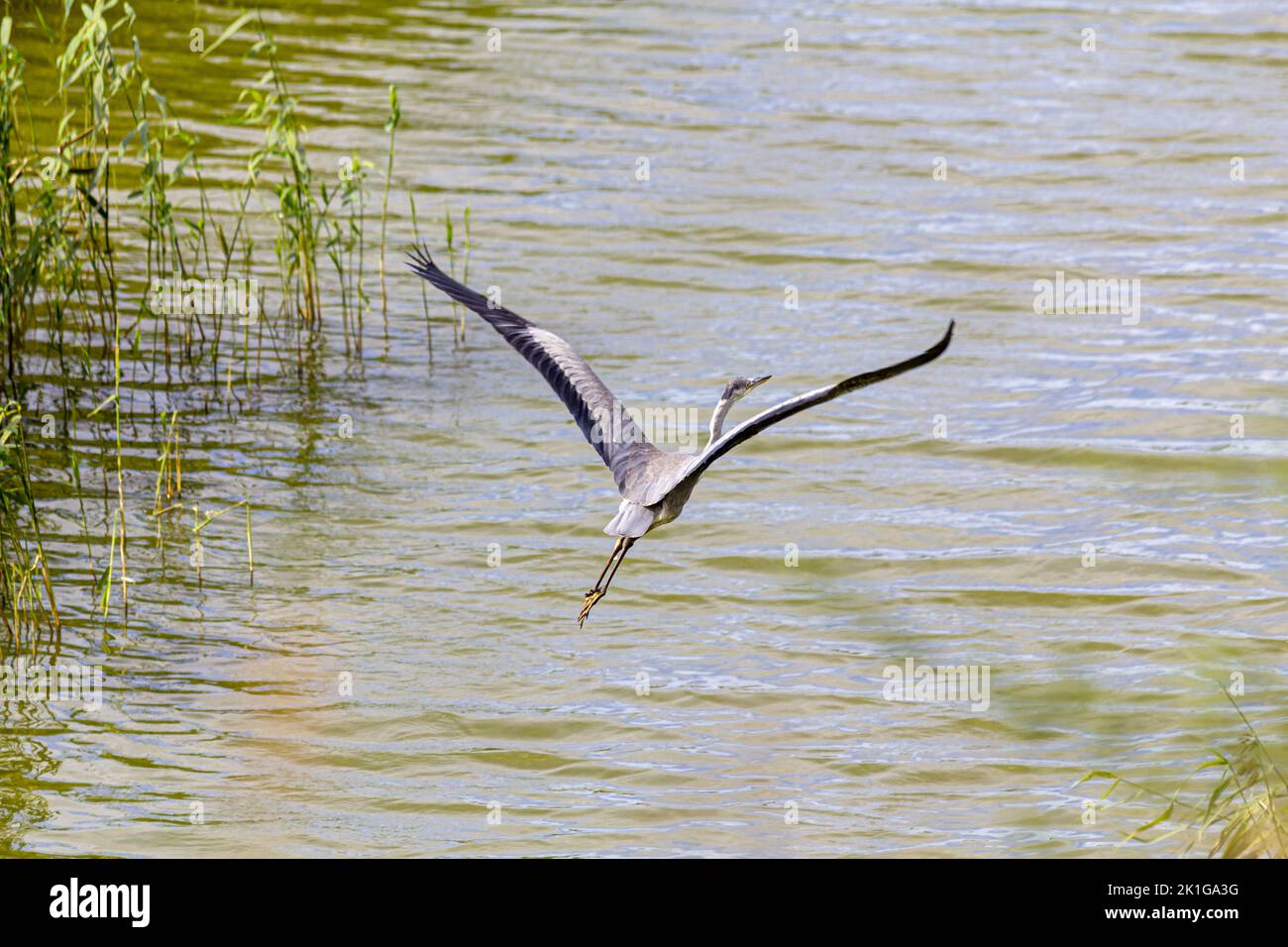 Un airone grigio si toglie dal lago tra le canne sparse. Foto Stock