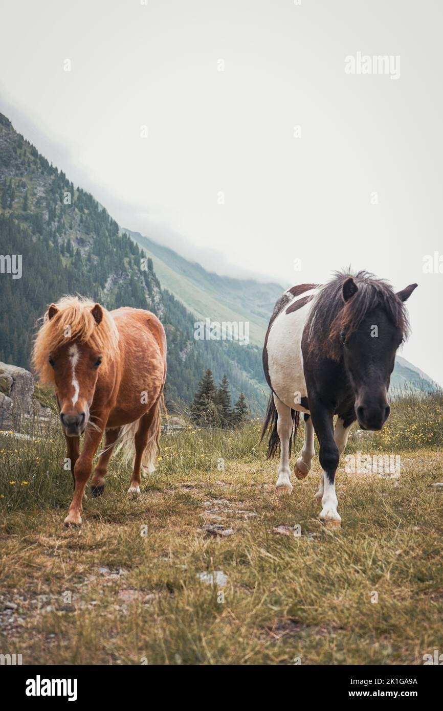 Due laghetti selvaggi che pascolano nelle alpi italiane Foto Stock