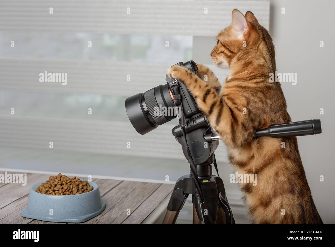 Gatto domestico - fotografo cibo fotografie cibo su una fotocamera reflex. Foto Stock