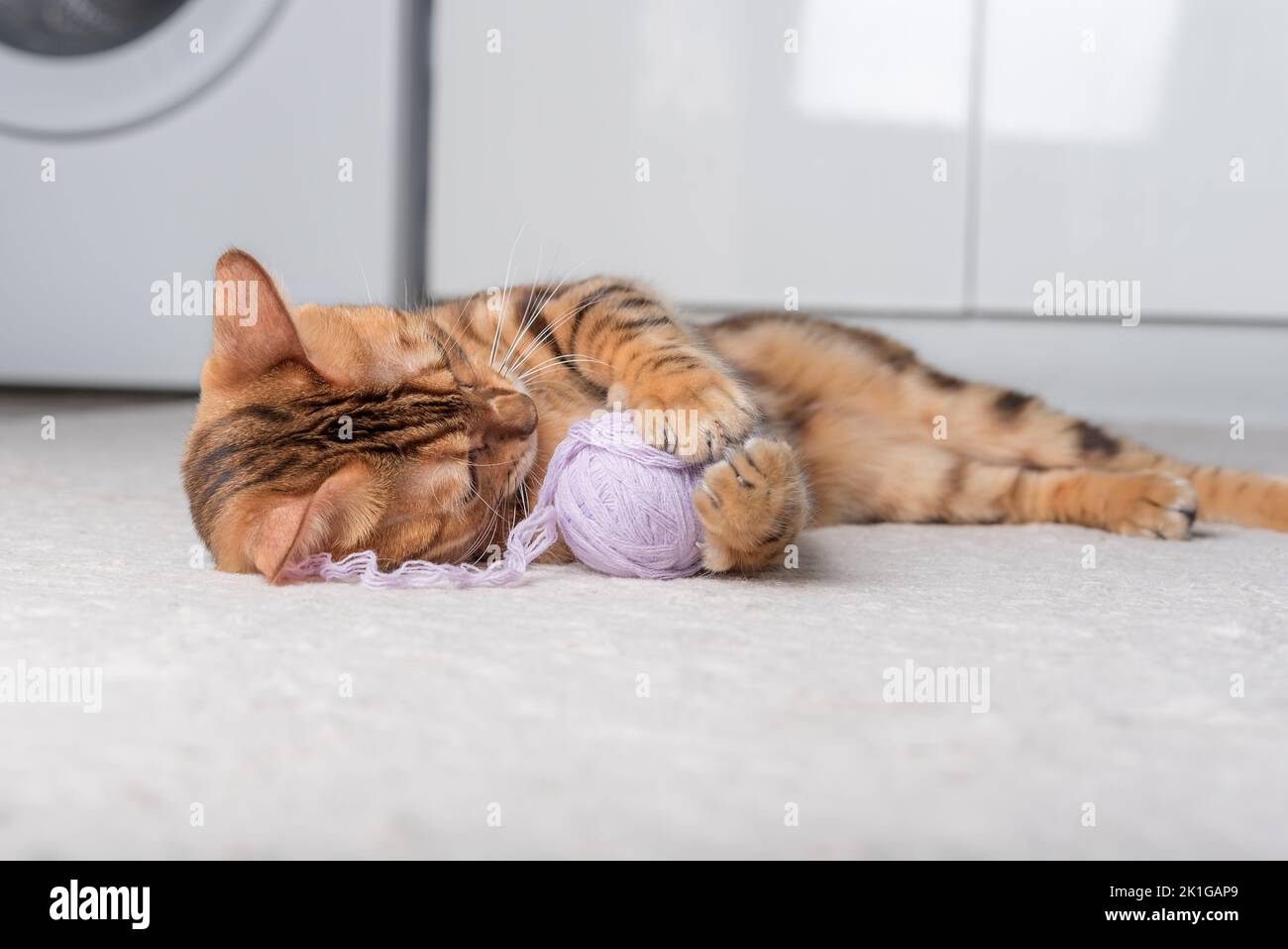 Un gatto zenzero gioca con una palla di filo sul tappeto nella stanza. Foto Stock