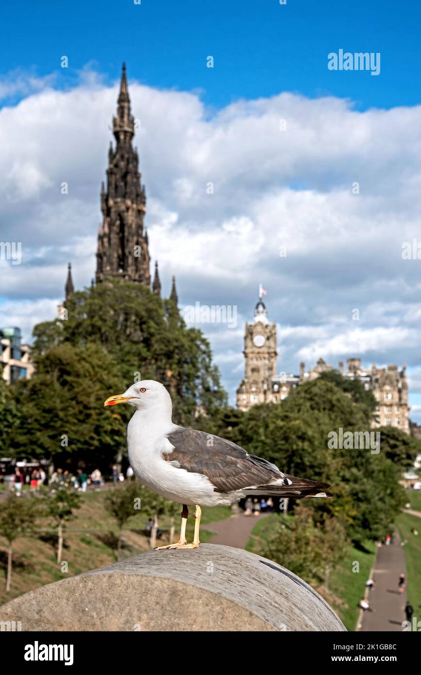 Aringa Gull larus argentatus seduto su un muro in Princes Street, Edimburgo, Scozia, Regno Unito. Foto Stock