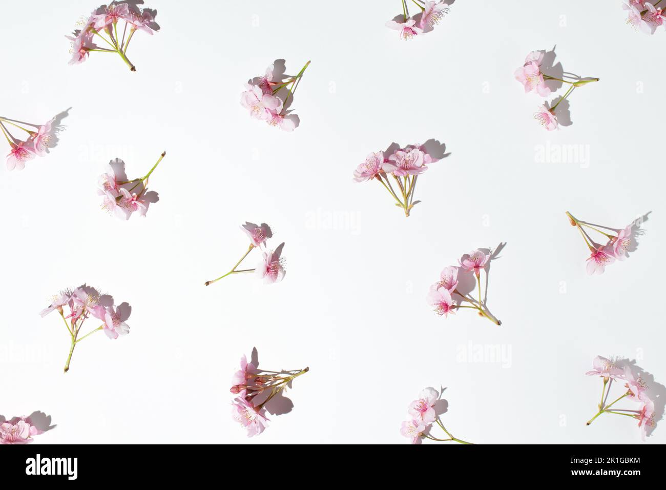 Fiori di ciliegio giapponese rosa fresco su sfondo bianco. Concetto minimo. Foto Stock