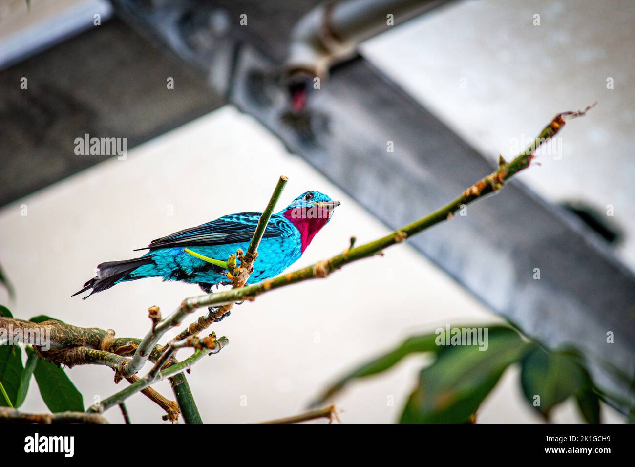 Uccello su di un ramo Foto Stock
