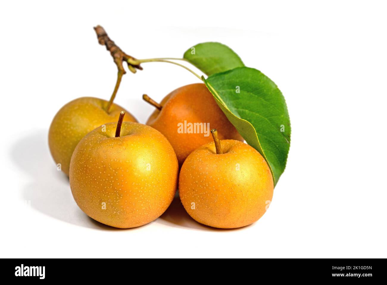 Pere Nashi, Pyrus pirifolia, isolato su sfondo bianco Foto Stock