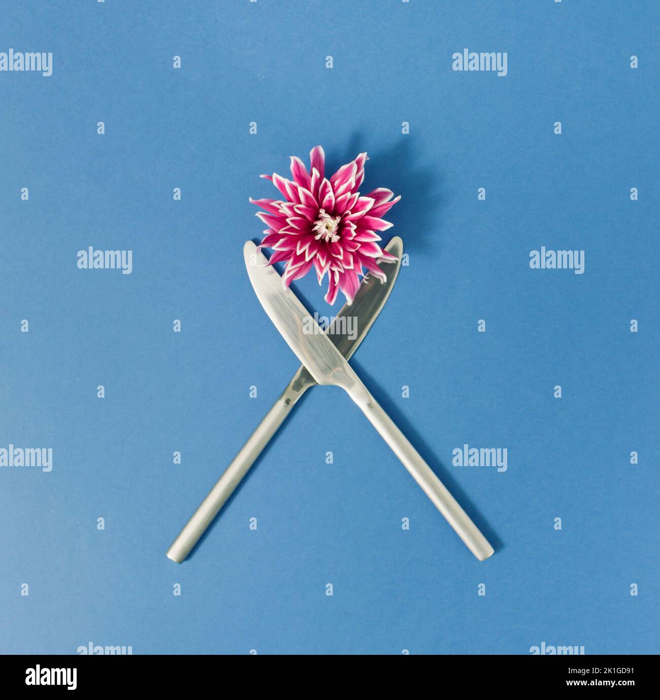 Due coltelli argentati e fiore viola dahlia in fiore su sfondo blu. Foto Stock