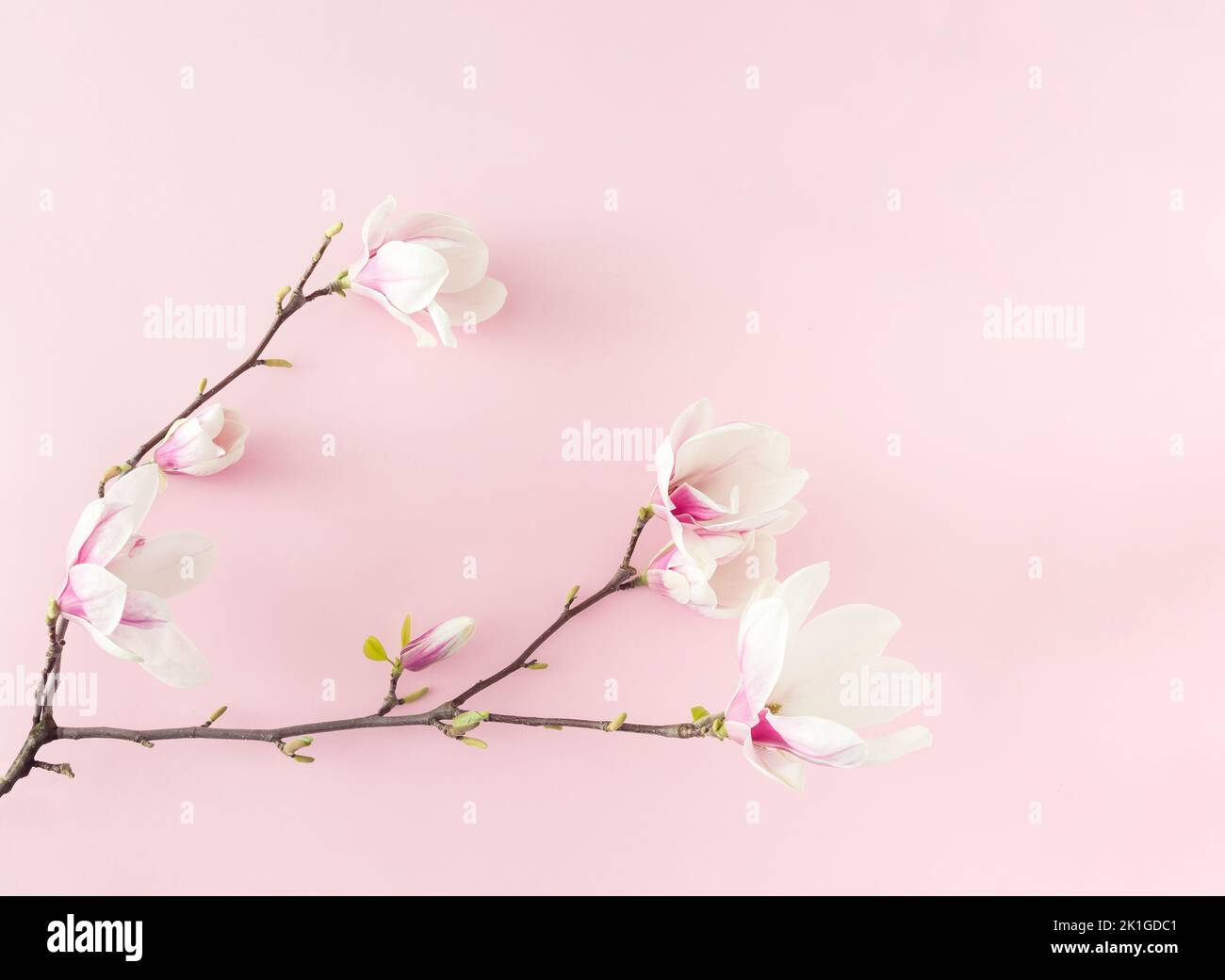 Ramo di fiori rosa di magnolia su sfondo rosa. Giacitura piatta. Foto Stock