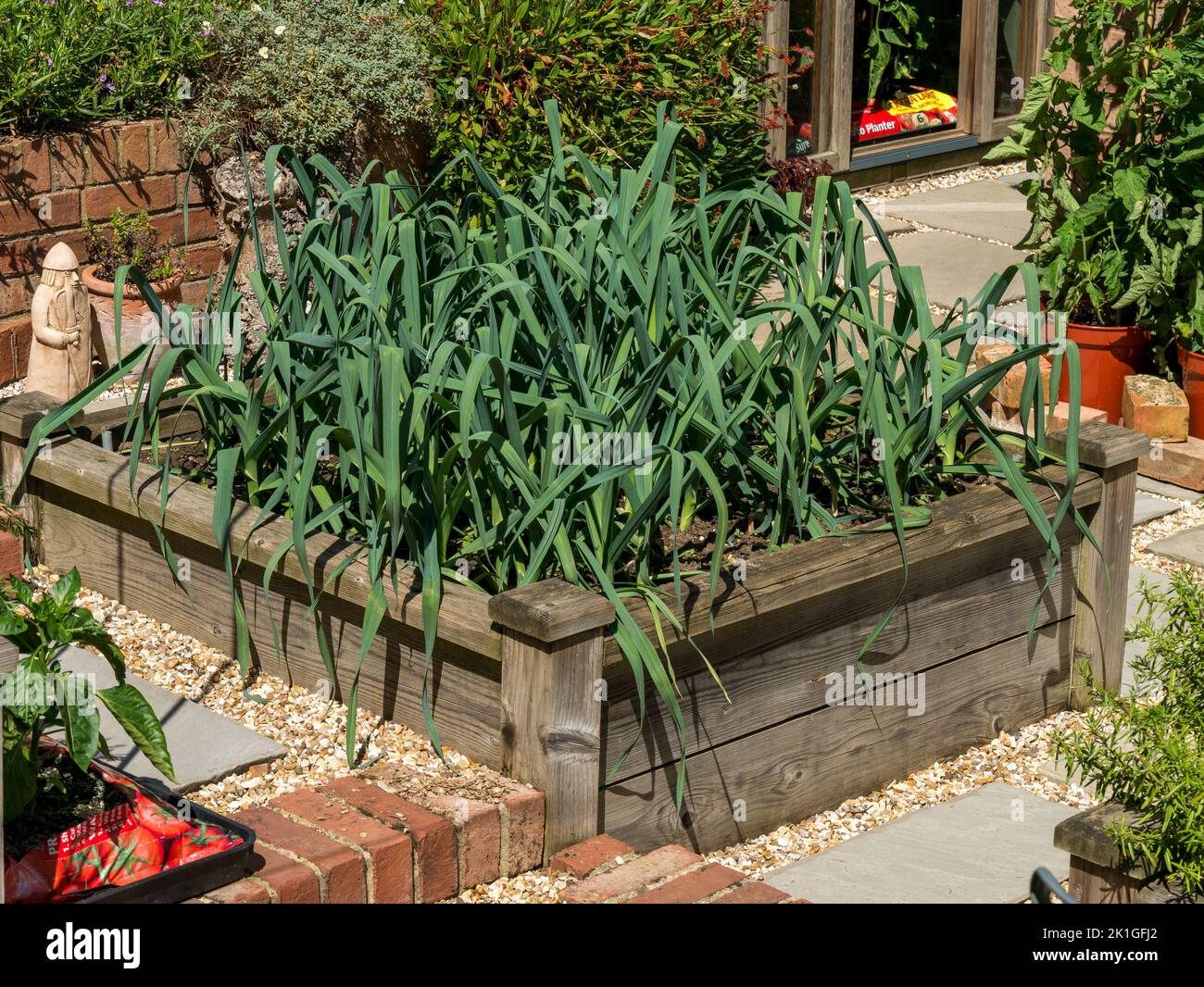 Porri che crescono in legno rialzato trama vegetale letto in inglese cottage Garden, Leicestershire, Inghilterra, Regno Unito Foto Stock