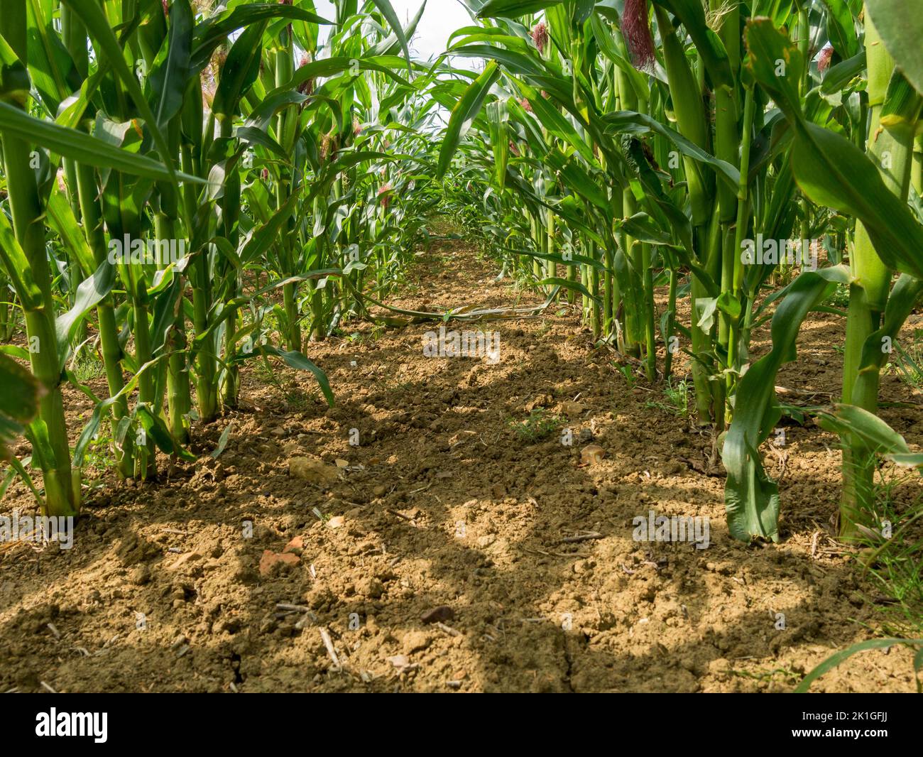 Vista tra le file di gambi di mais (mais) che crescono in campo agricolo, Leicestershire, Inghilterra, Regno Unito Foto Stock