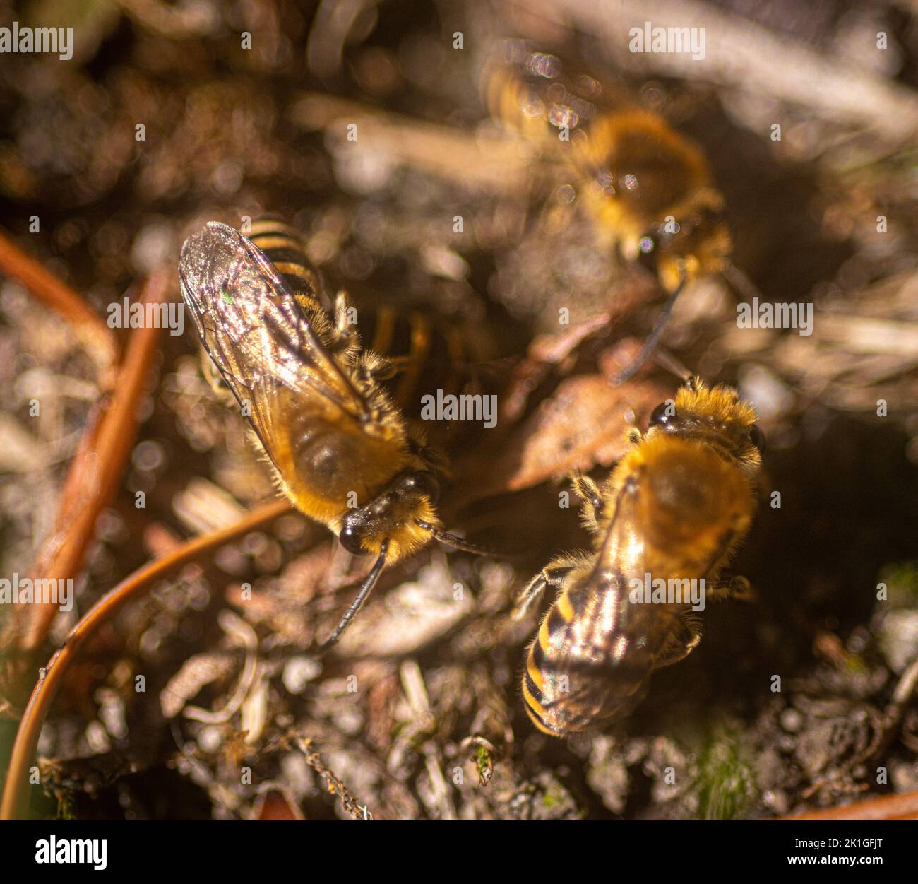 Le api da miniera di edera maschio (Colletes hederae) si sciolgono sopra i fori delle api da miniera femmina che emergono dai loro nidi per accoppiarsi. Registrato per la prima volta nel 2001 Foto Stock