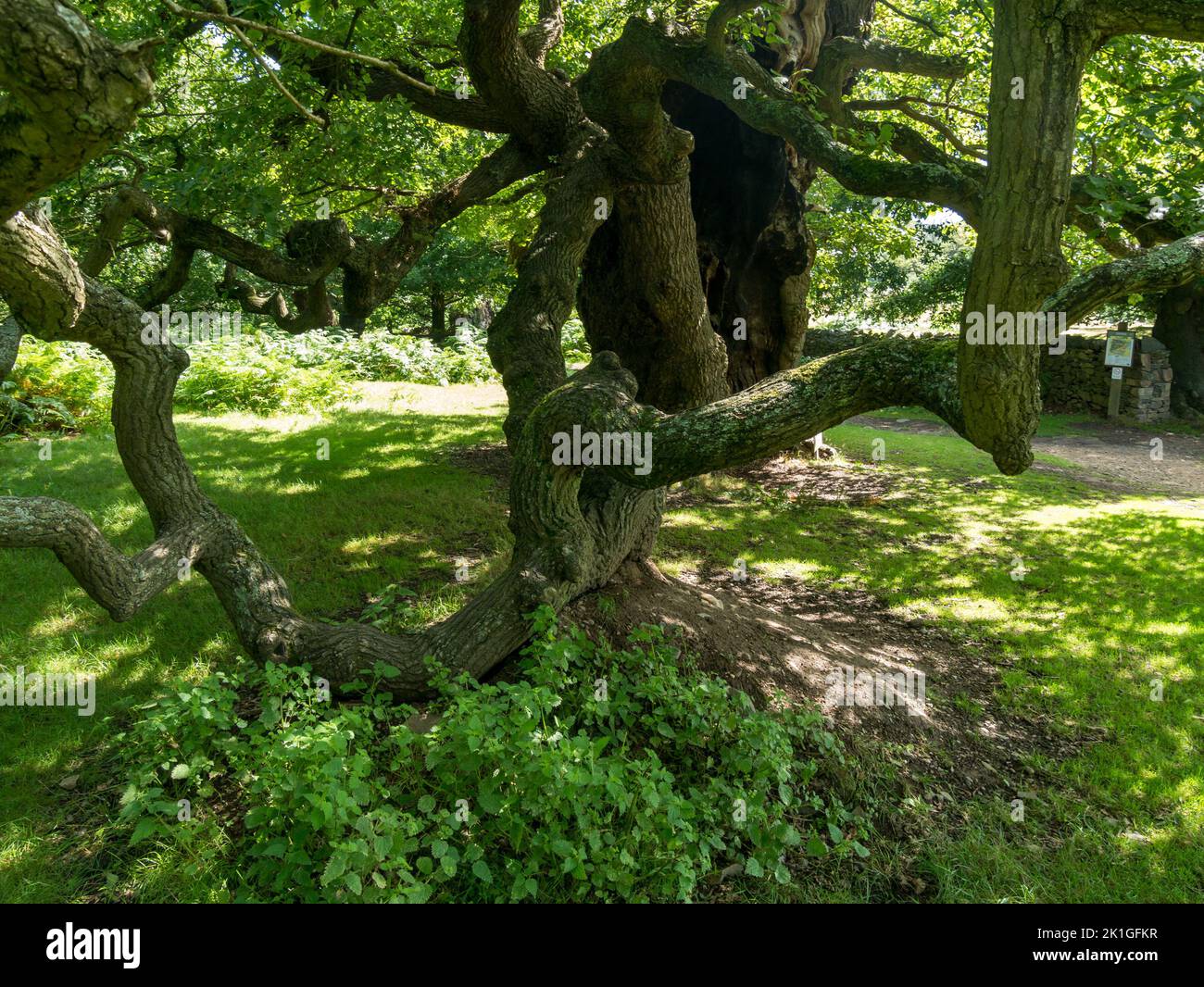 Intrecciato antichi rami di quercia inglese a Bradgate Park, Charnwood Forest, Leicestershire, Inghilterra, Regno Unito Foto Stock