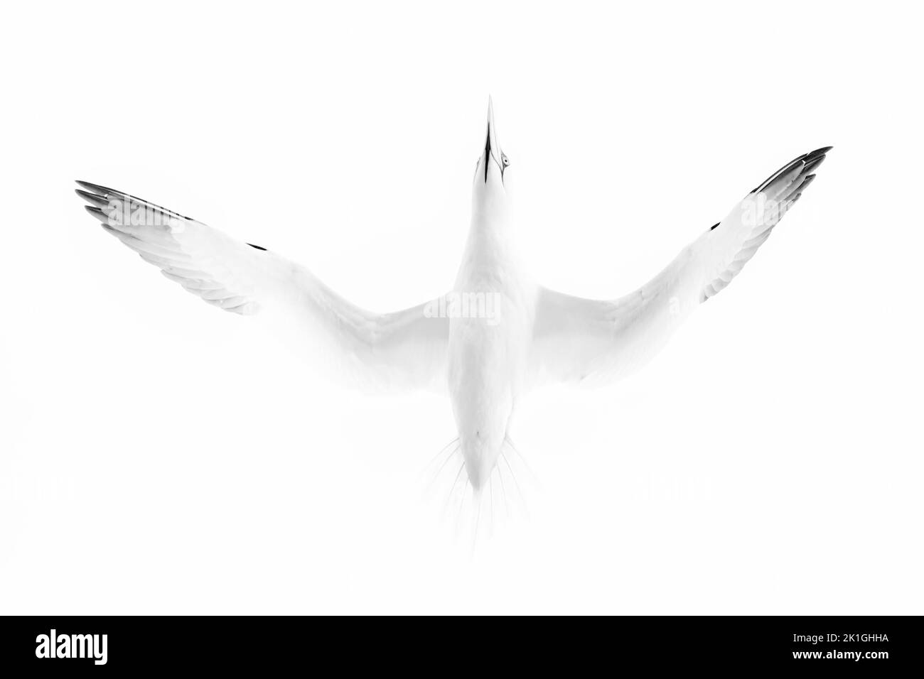 Gannet settentrionale, Morus fagianus, adulto singolo in volo sul mare, Bempton, Yorkshire, Regno Unito Foto Stock
