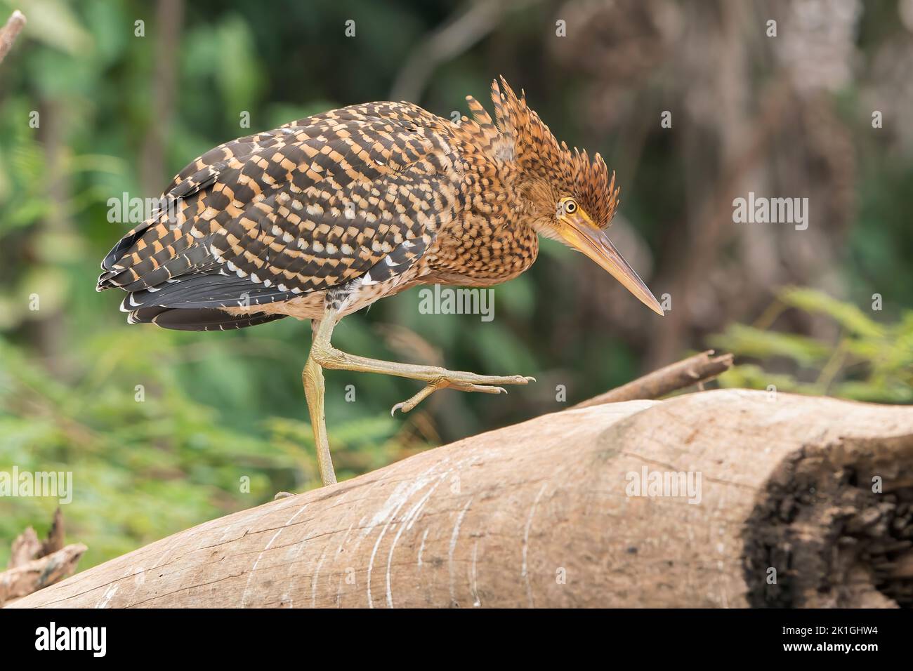 Airone rufescente tigre, Tigrisoms lineatum, singolo uccello giovanile in piedi sul terreno, Pantanal, Brasile Foto Stock