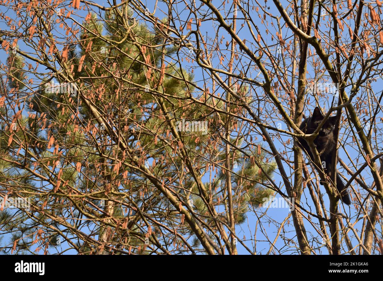 Il gatto nero che cammina sul ramo. Foto Stock