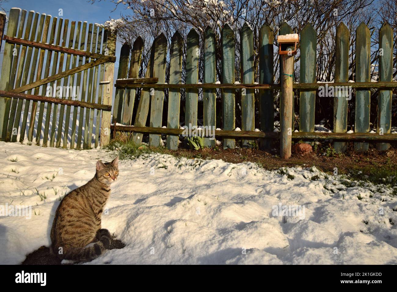 Un gatto tabby che si aggirava vicino all'alimentatore dell'uccello. Foto Stock