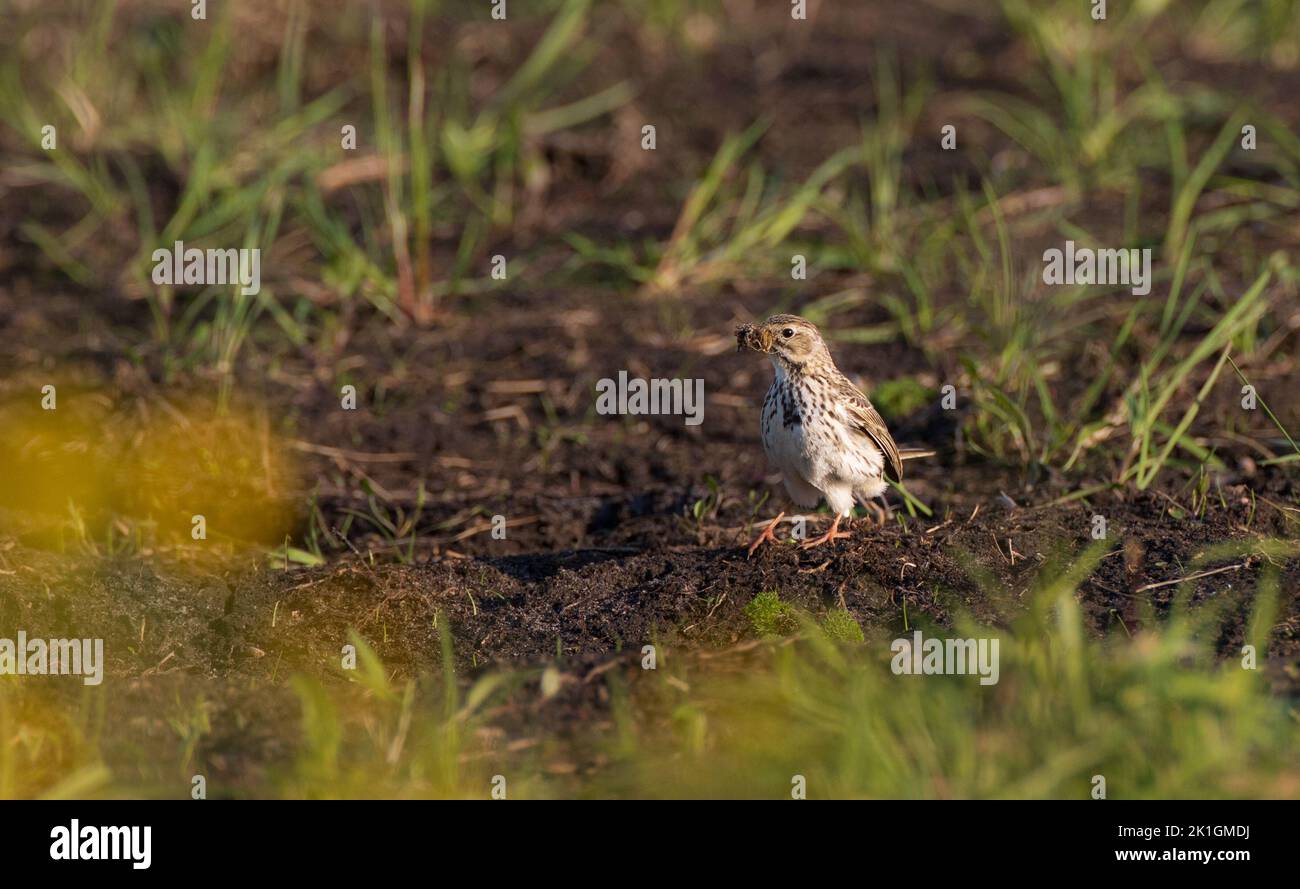 Skylark (Alauda arvensis) con preda in terra, Podlaskie Voivodato, Polonia, Europa Foto Stock