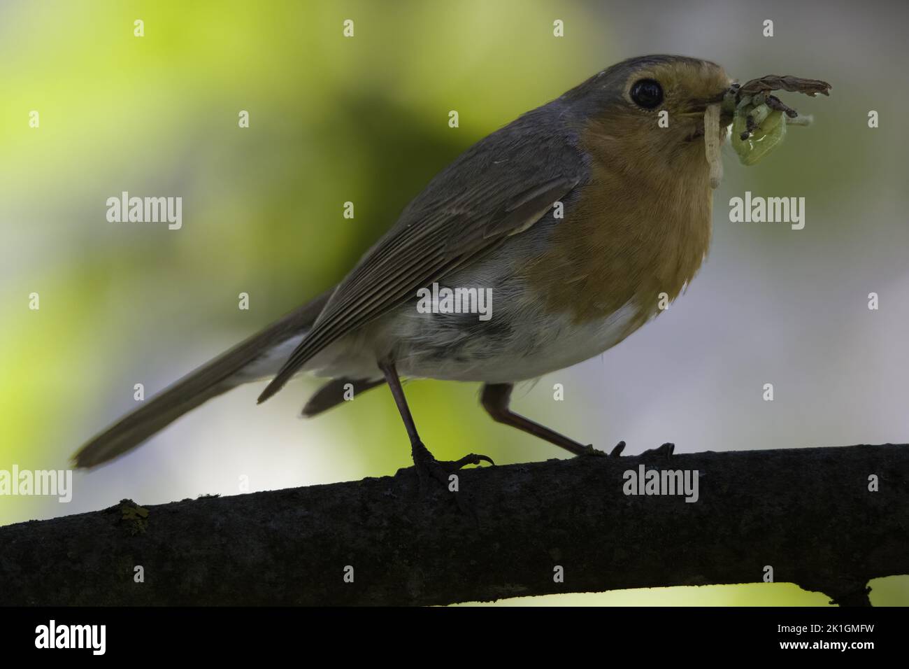 Rapina europea (Erithacus rubecula) preda di un background fuzzy brillante, Regione Podlasie, Polonia Foto Stock